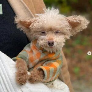 🐩 Clothes and Accessories for Dog Size S or XS - Post 2 of 2